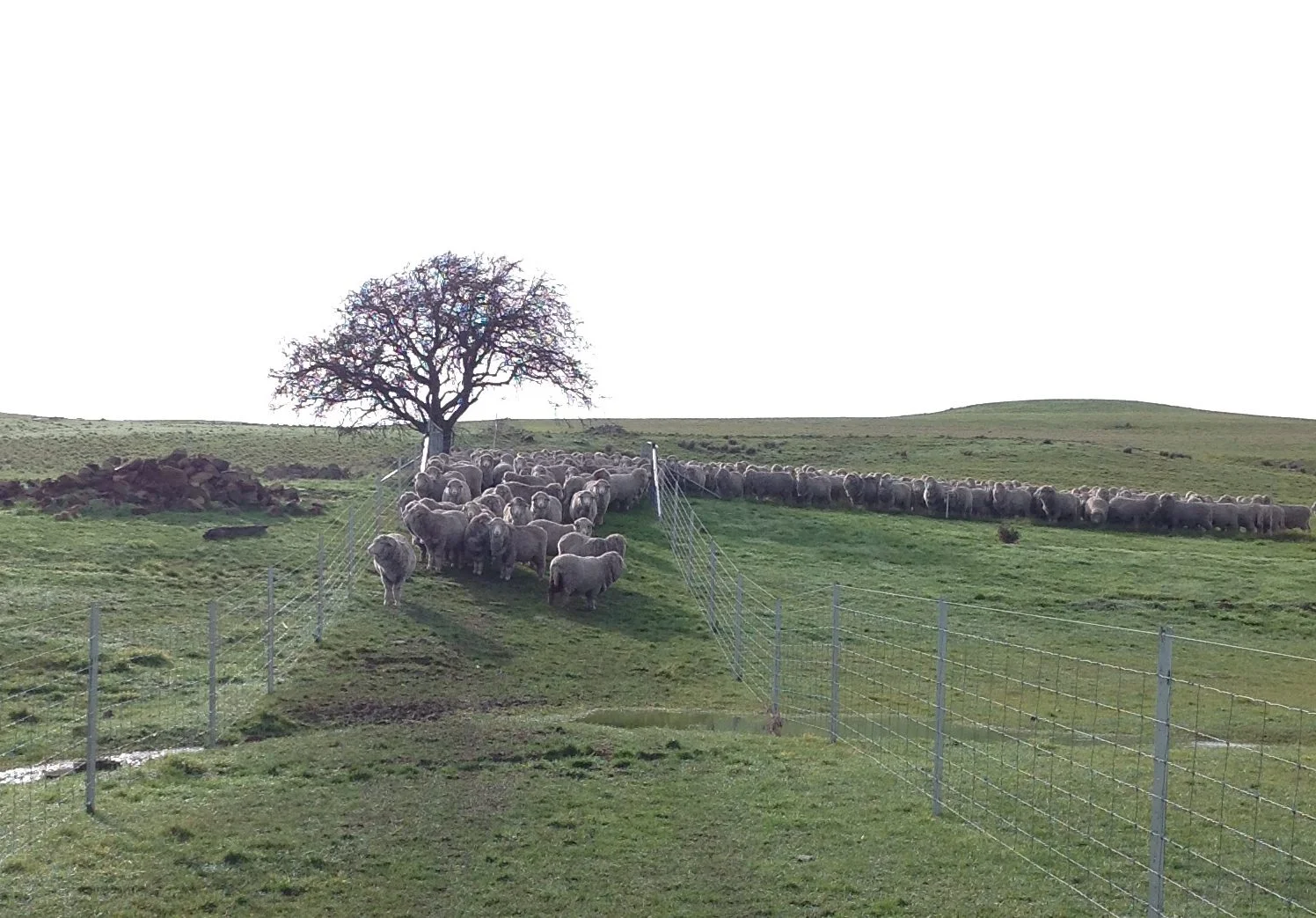 P2: One of the 2 refusals at the water hazard. The general attitude seems to be one of boredom.