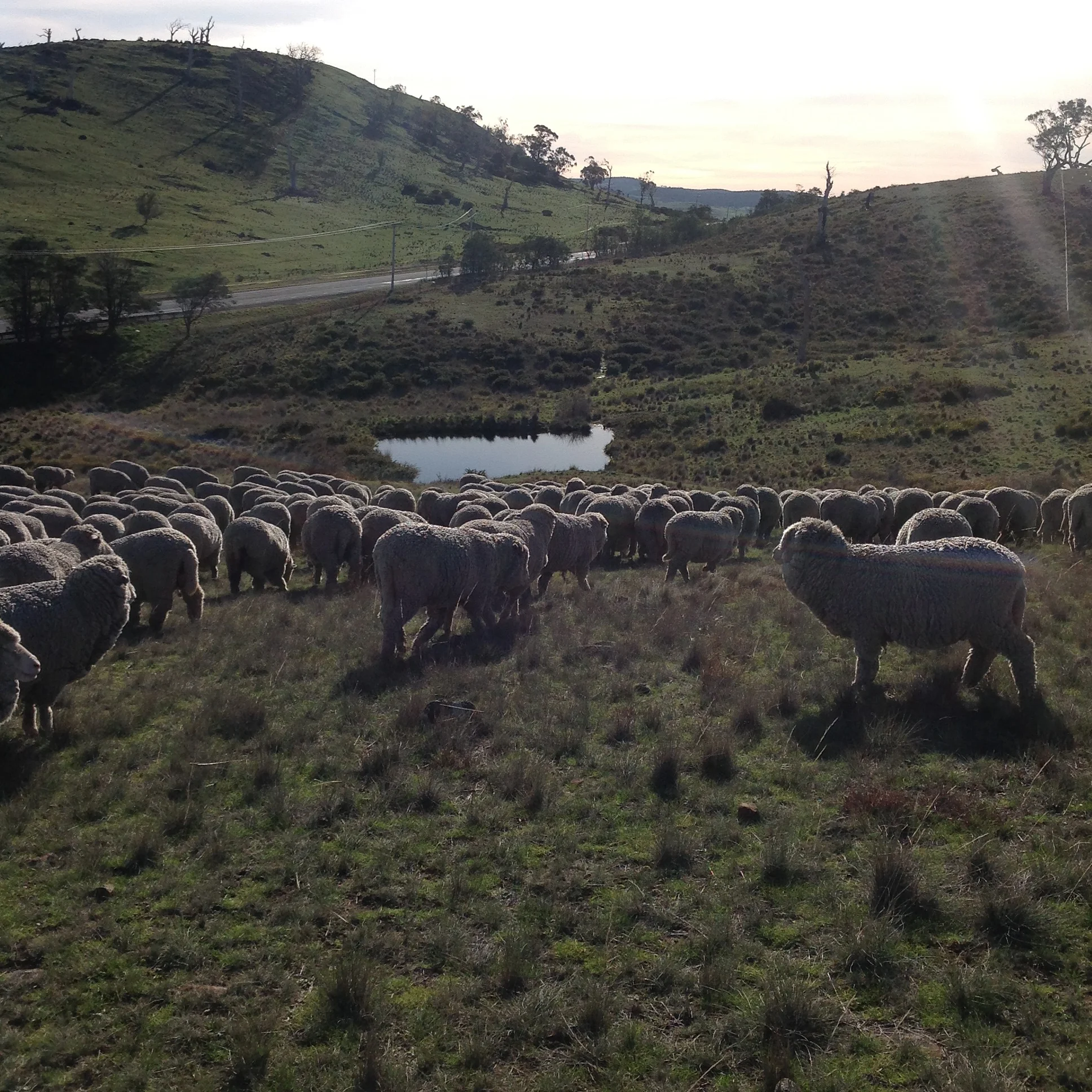 P2: This waterhole is the leakiest one on the place! I don't remember EVER seeing it full. You can see the wet track through the gorse, where we're headed. May be too wet to cross.
