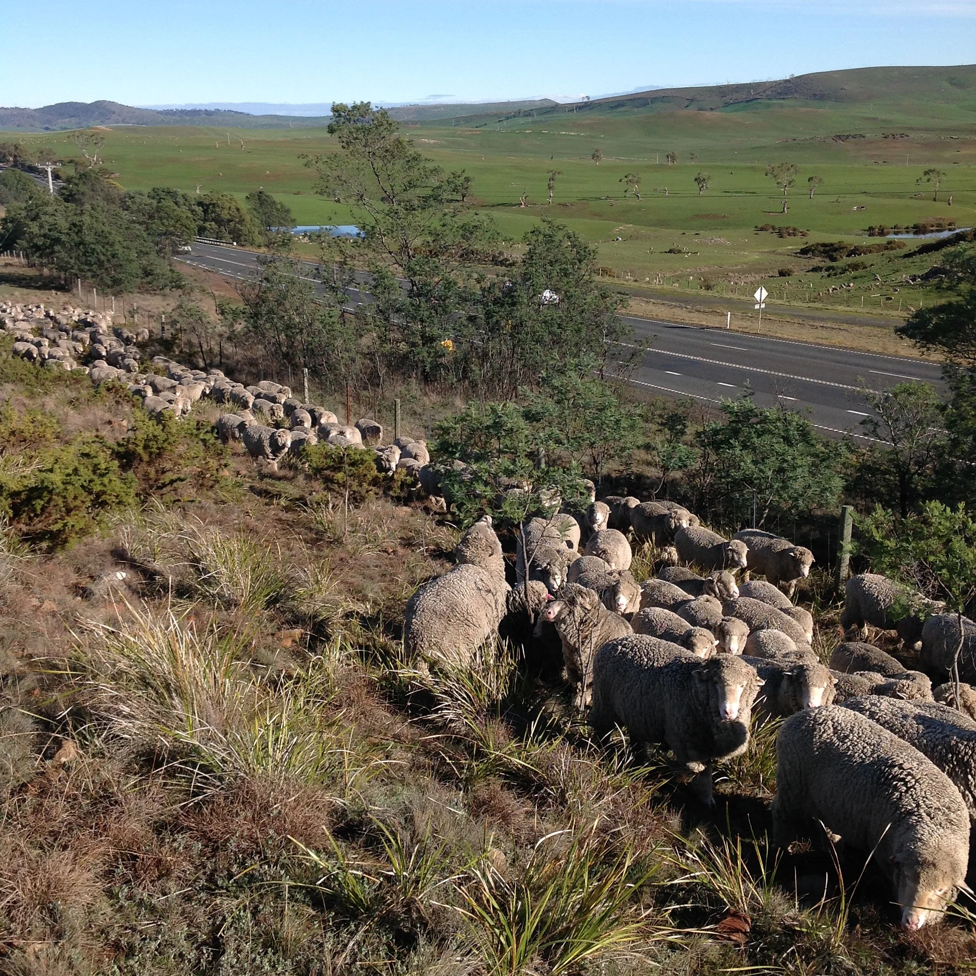 P4: Having a browse of wattle. Oh, for the neck of a giraffe!
