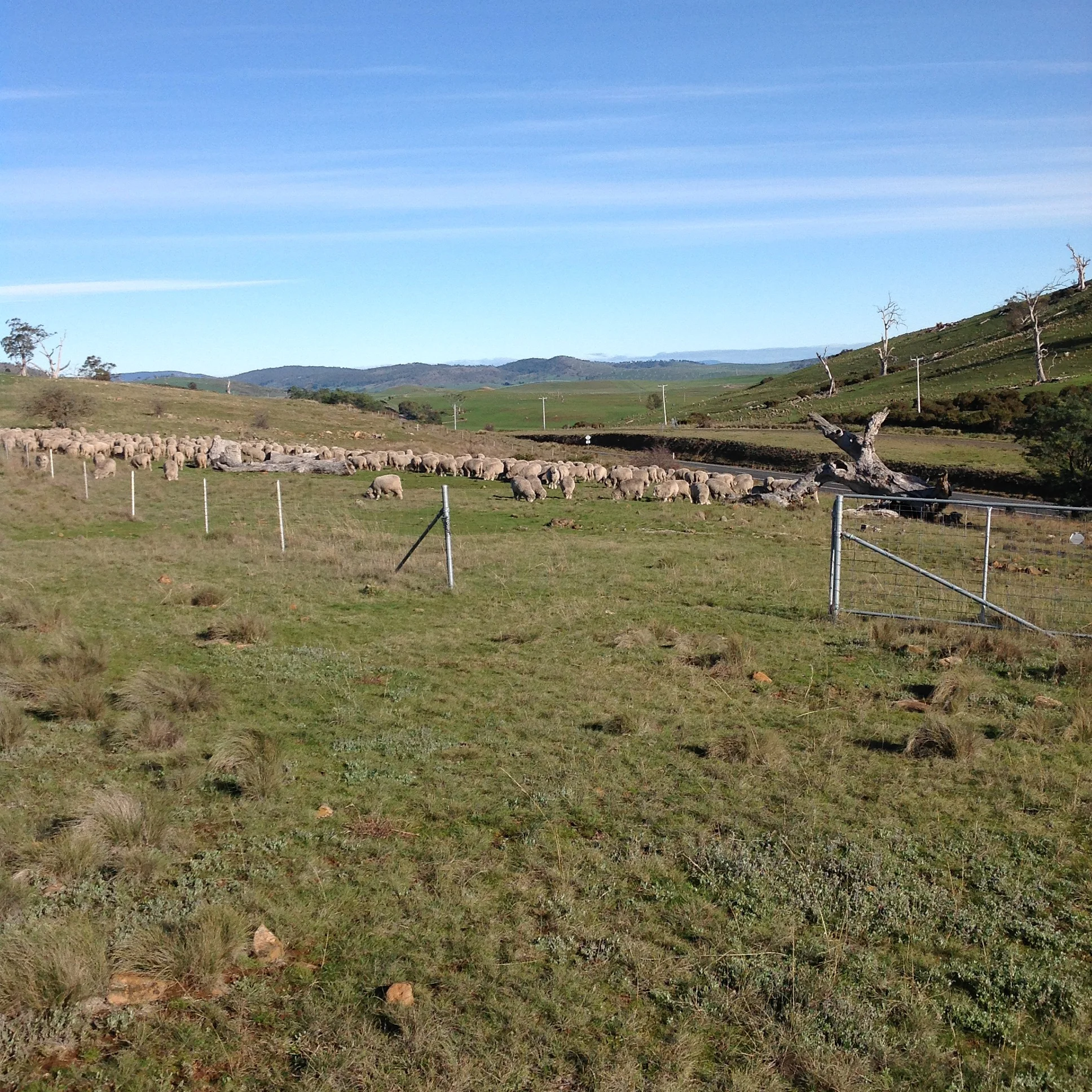 P6: At the northern gate of the Highway reserve. We'll leave them here and head home. Hopefully, they'll graze back into the wind and stay in the reserve a while longer. Very satisfying circuit. And I just turned around to see them head back south--yes!