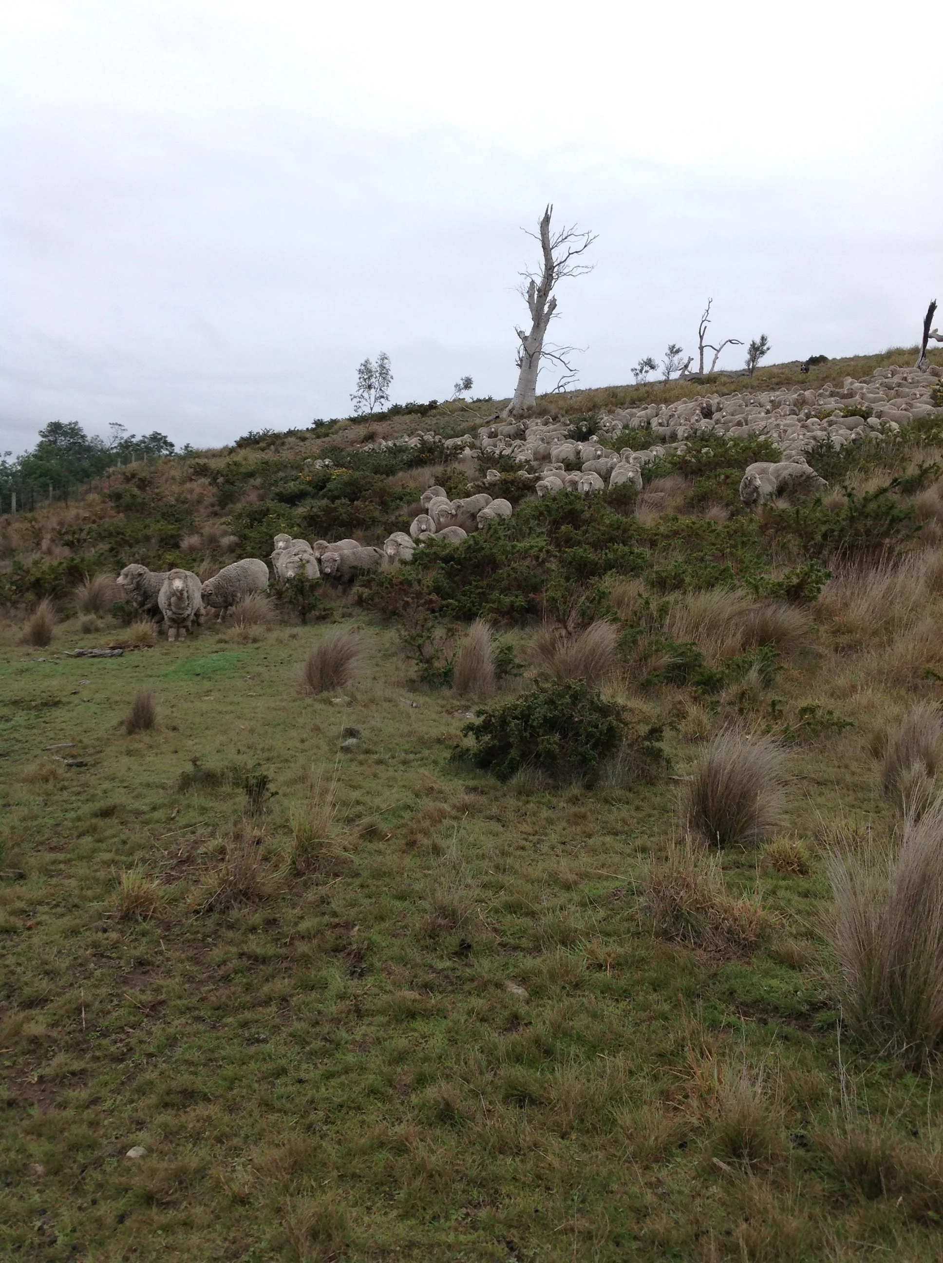 P2: Coming down the steep hill toward the wet gully