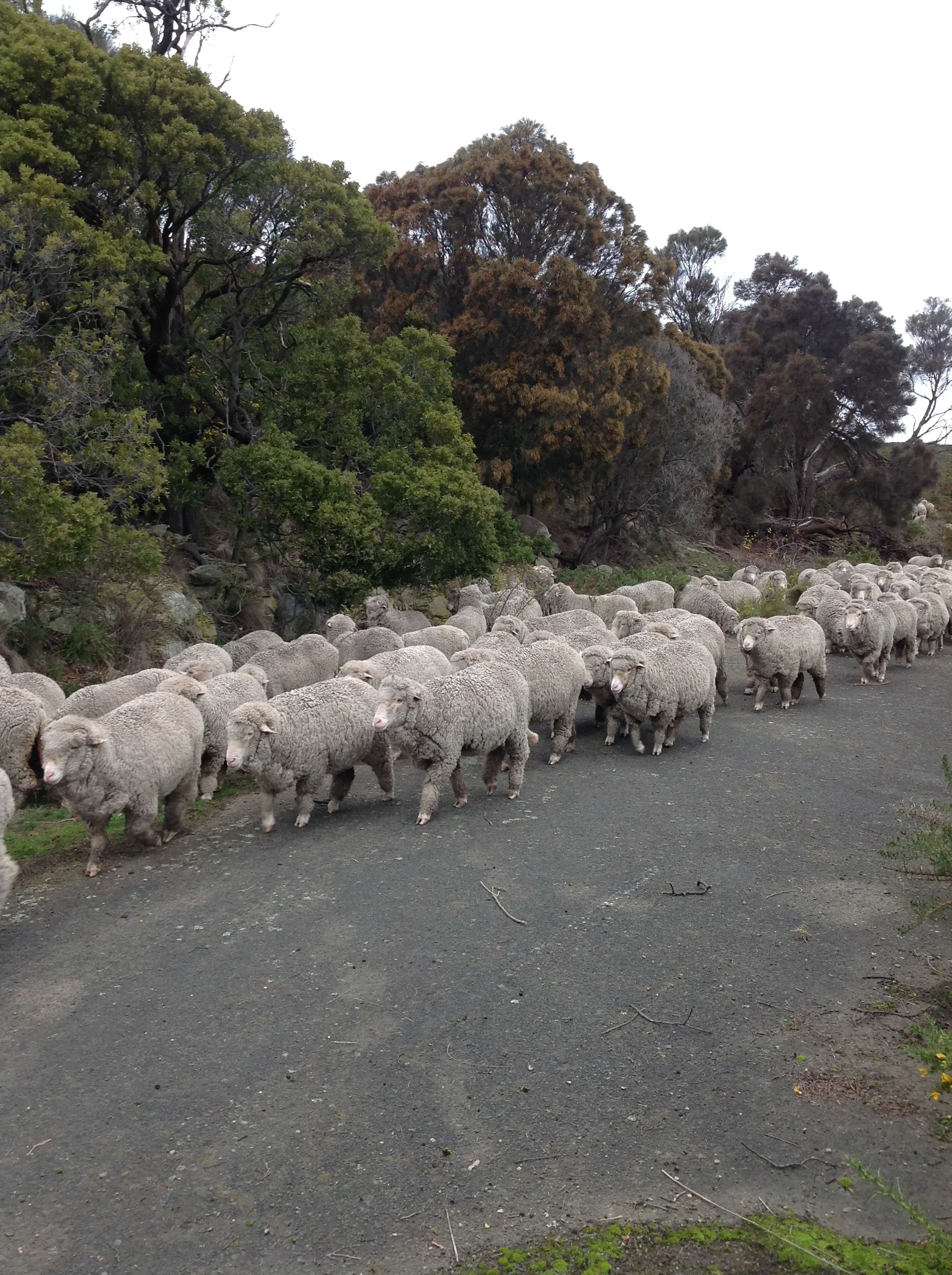 P3: On our way back along the old highway--the are browsing blackwoods and she-oaks in the background