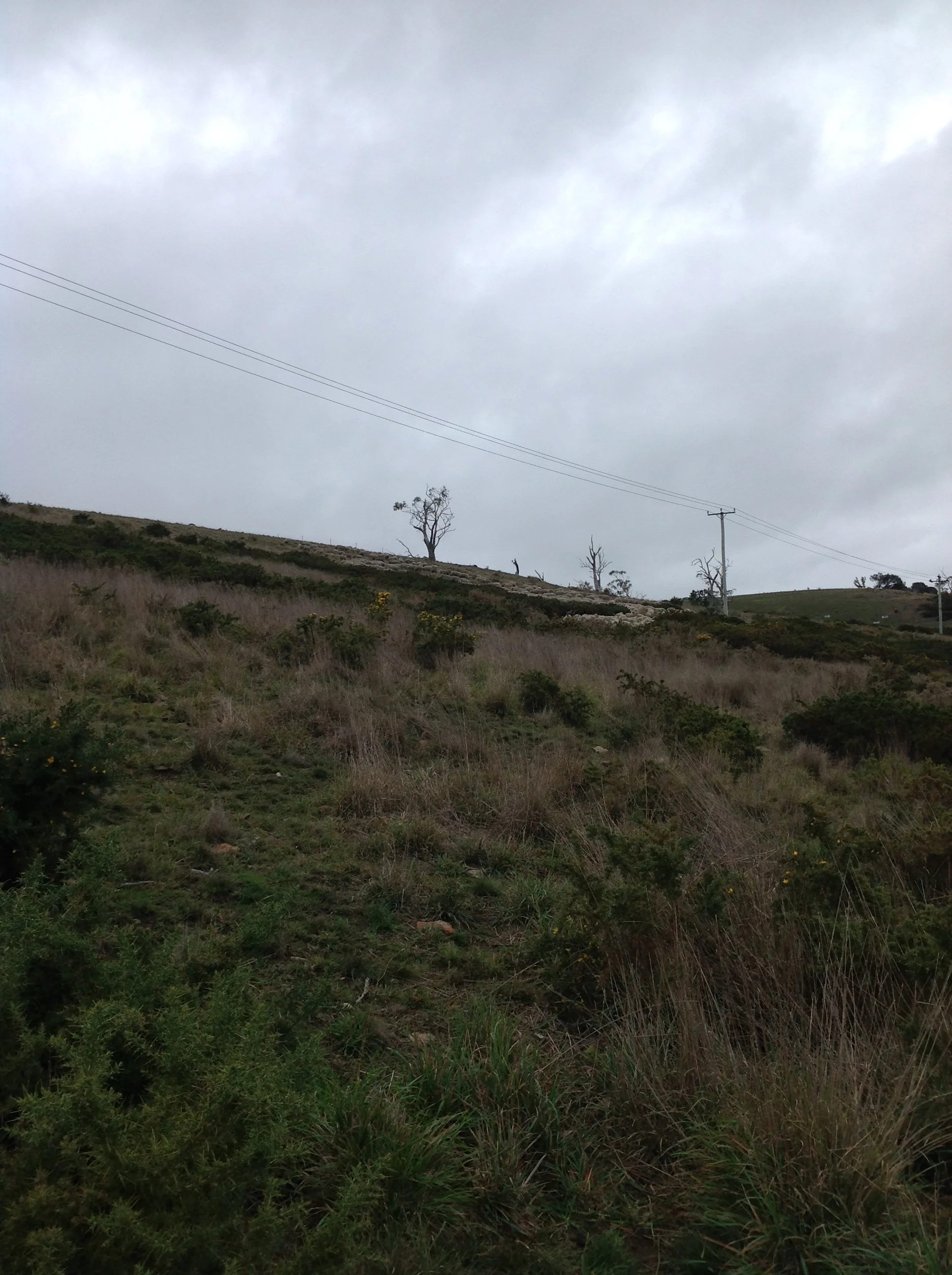 P4: Winding their way through the gorse and up the last hill.