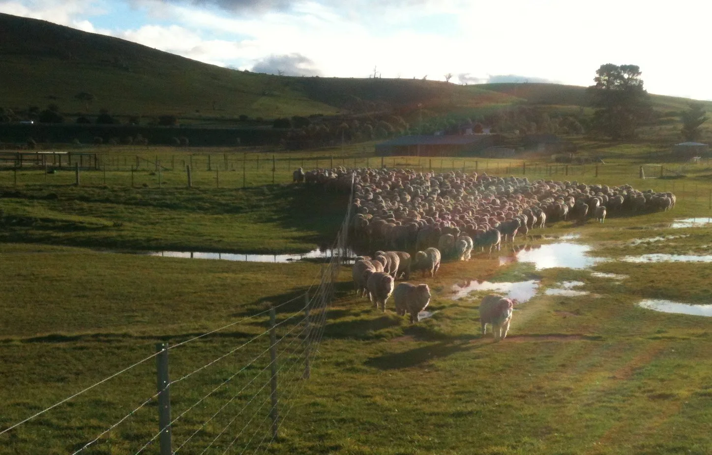 ...and over the top! If you click on the photo you should be able to see my two wonderful dogs lying down on the left, well back from the flock--giving them all the time they need to figure this out.