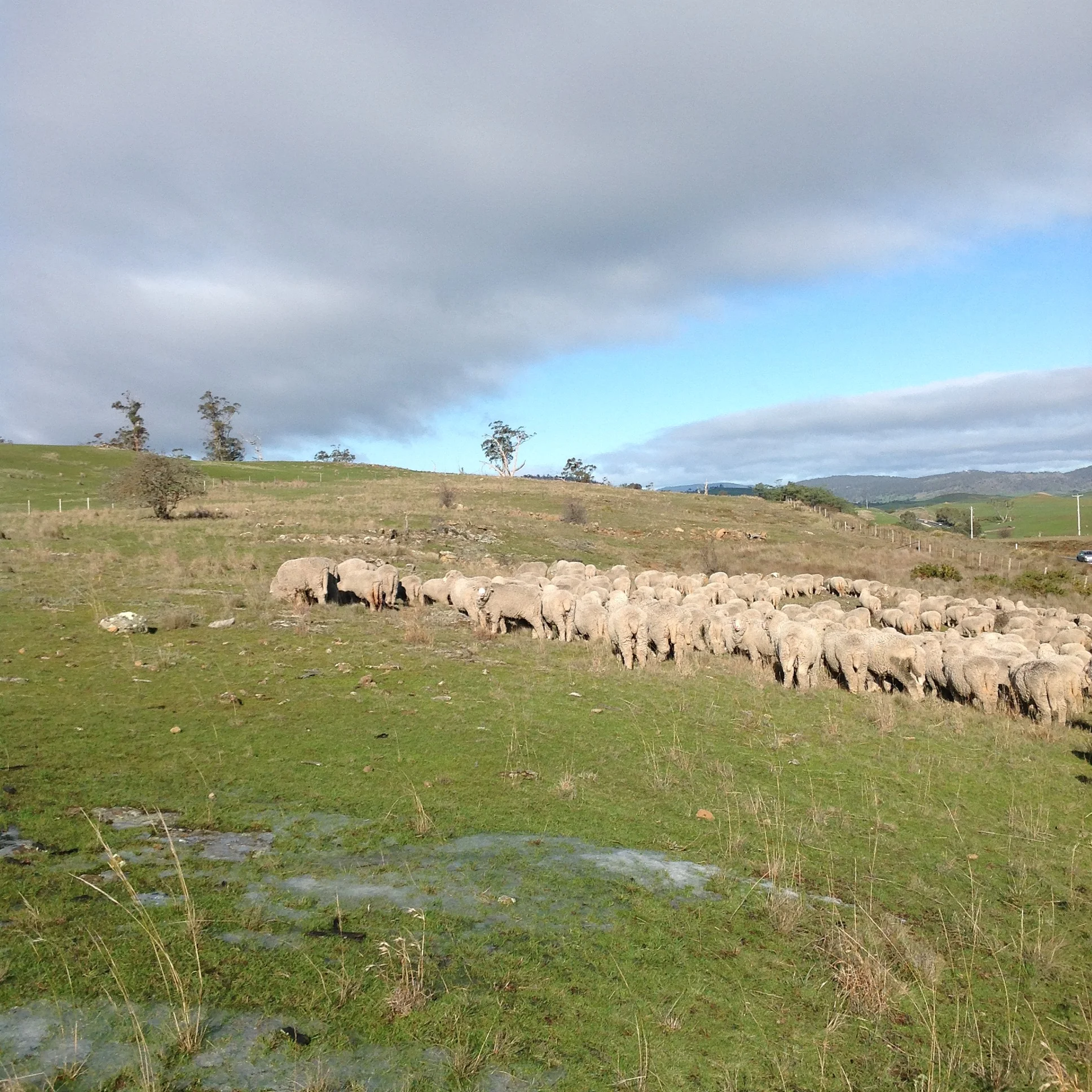 Ice in the foreground, with the sheep grazing away from me into the bitterly cold wind. The video below was taken about an hour later. (25th June)