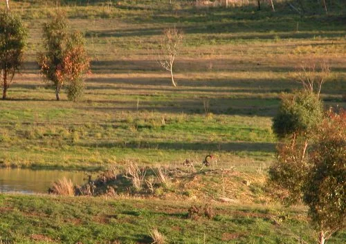 The beginning of the 2016 clutch of cygnets!