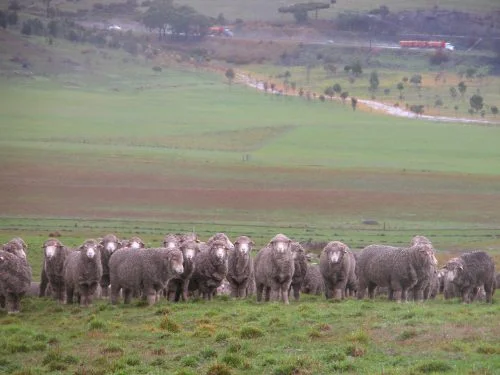 ...and a similar perspective as backdrop to some very soggy sheep on Monday.