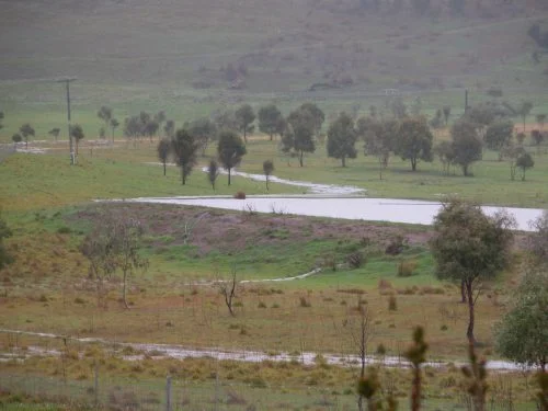 Swan Lake from my back door, using the telephoto lens, yesterday. The inlet stream is now overflowing into the Road Paddock, and you can see a small stream coming out of the bottom of the dam wall--I think it's a rabbit burrow. I'm a tiny bit worried about the integrity of the dam.