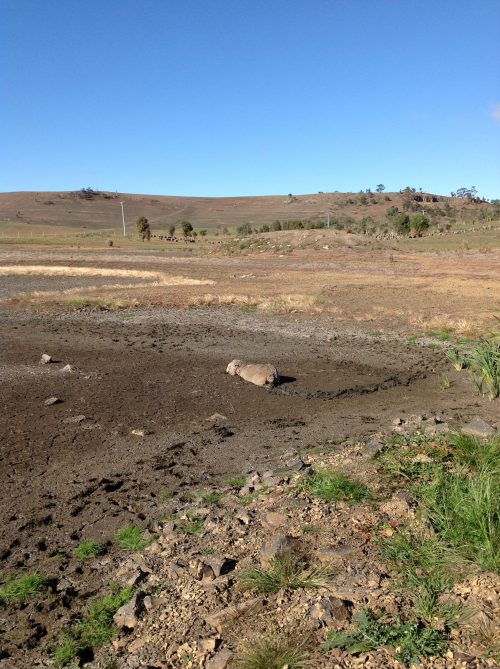 The sheep bogged in Swan Lake, late April.