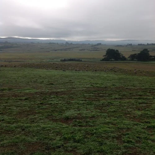 P2: Pickup. Or rather, lie down. They are having a mid-morning ruminate. We'll just sit down and have a cuppa and wait for them to be ready to move. I'm warmed up by the hike but reckon I'll be shivering before the sheep decide to move!