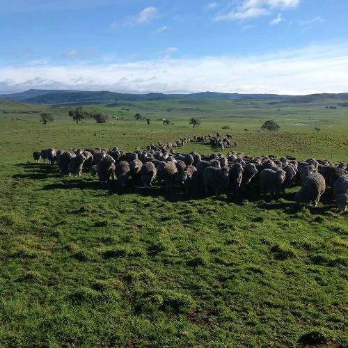 P1: Pickup. Definitely wet sheep!