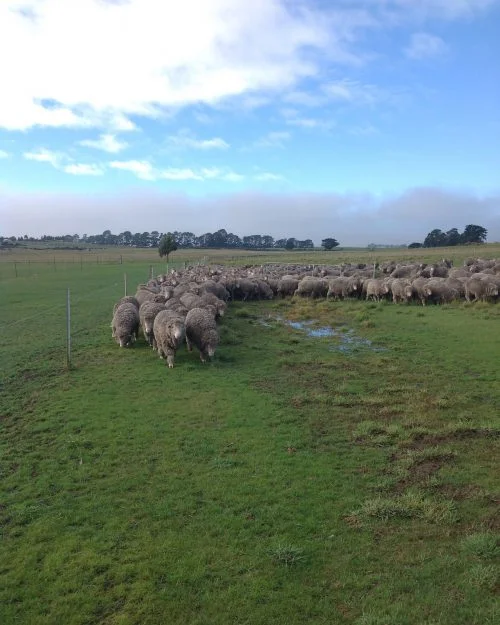 P2: See? I told you merinos don't like wet feet!