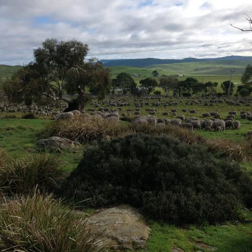 P3: Spread out and grazing well in the NE corner of the Stud Paddock. That's a native bush in the foreground--some of the natives providing more diversity here than the rest of the Racecourse.