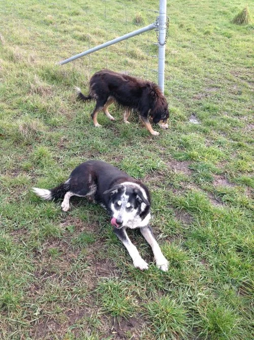 P2: Two very tired working dogs, resting on their laurels.