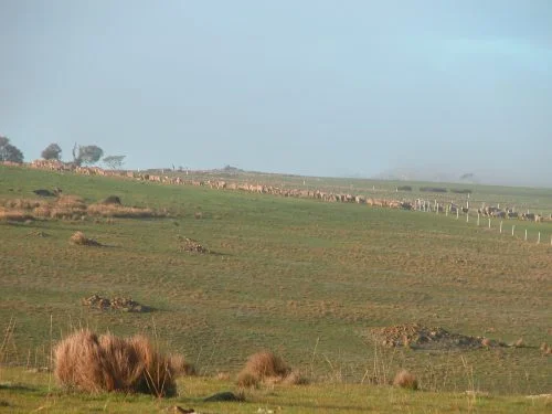 P1: The flock heading into Waterfall Gully via the top gate