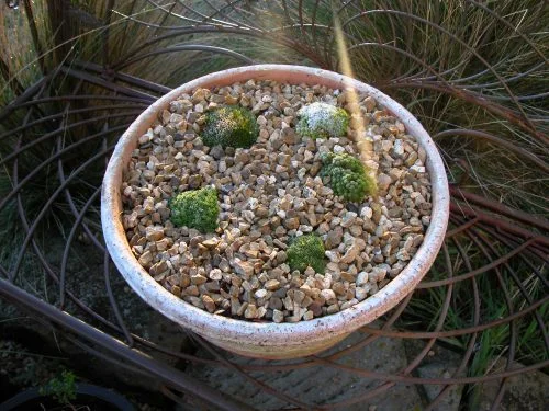 P1: My little native cushion plants with white frost icing. These are wet alpine plants, so they’ve been quite happy with this winter’s weather!
