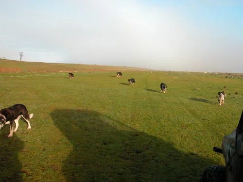 P2: All seven dogs waiting for me to finish taking photos of sheep and get on with the run!