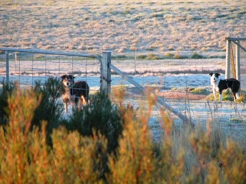 P2: Janie ready to go, with Joker in the background. The sun is just coming up, and I’m still having my breakfast.