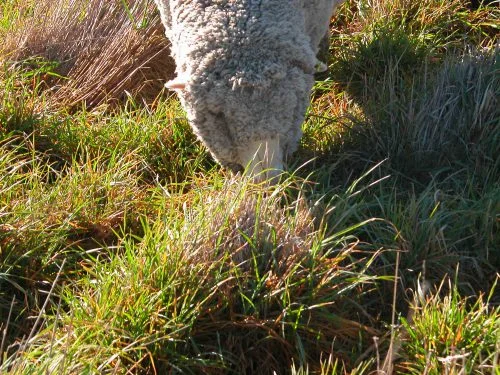 P3: In the (wet) rank cocksfoot.