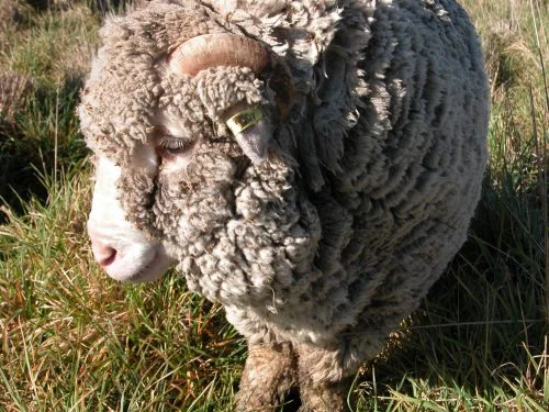 P4: Elf looking adorably cute and shy.