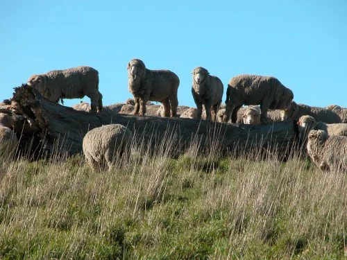 P6: Honestly, what is it about this particular log? They cannot go past it without 3 or 4 hopping up to play “king of the mountain”.