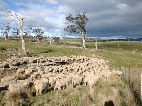 P1:&nbsp; Heading lickety-split down the first part of the hill, where I had hoped they would be grazing peacefully. I think I’m probably trying for too much precision in getting them to graze down smallish patches.