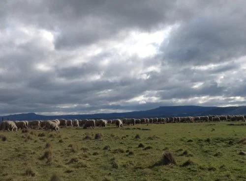 P2:&nbsp; Into the top of the Highway Reserve. I thought Table Mountain looked rather elegant with the big cloudy sky to set it off