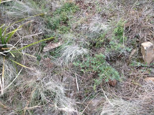 P4:&nbsp; A lovely little native heather on the west-facing hill in the highway reserve.