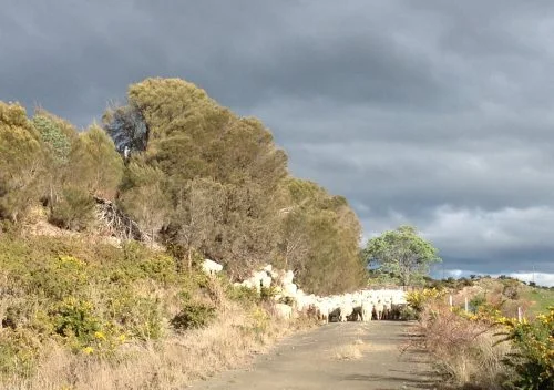 P6:&nbsp; Climbing up into the she-oak grove.