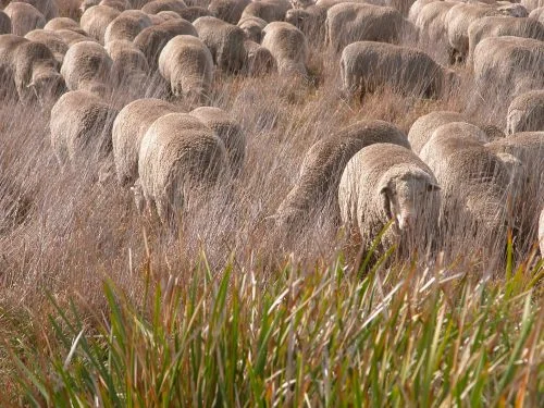 P7: A close up with my good camera in the rank patch, so you can see them tackling the long grass. Don't let anyone tell you sheep will only eat where it's short--that's just a rationalisation for over-grazing!
