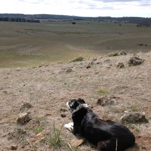 P1: Pickup point. I guessed wrong about where the sheep would be!