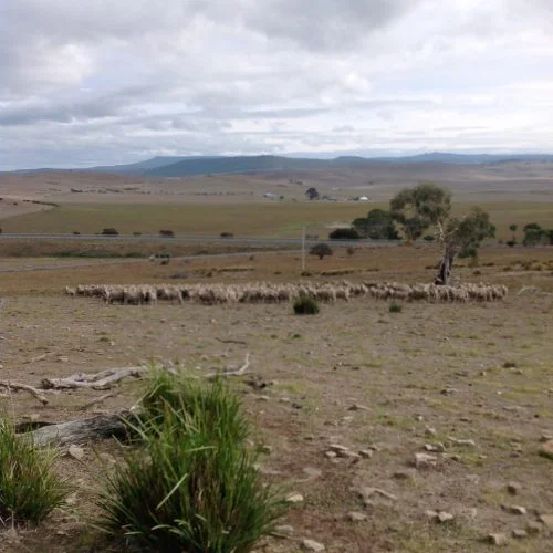 P1: Pickup. Note the short grass where we are (near the top of the hill), longer near the bottom