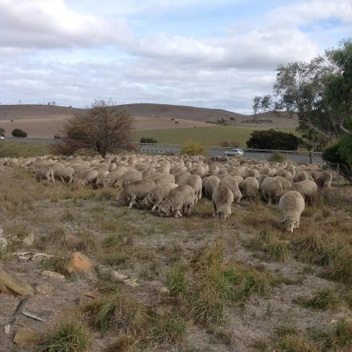 P3: I'm trying to limit the photos I send on instagram to a few really good ones. Couldn't resist this one turning the corner, right on track. There's a little bit of broom--woody, gorse-like weed--along there they really enjoyed. Just about the only patch of broom on the place!