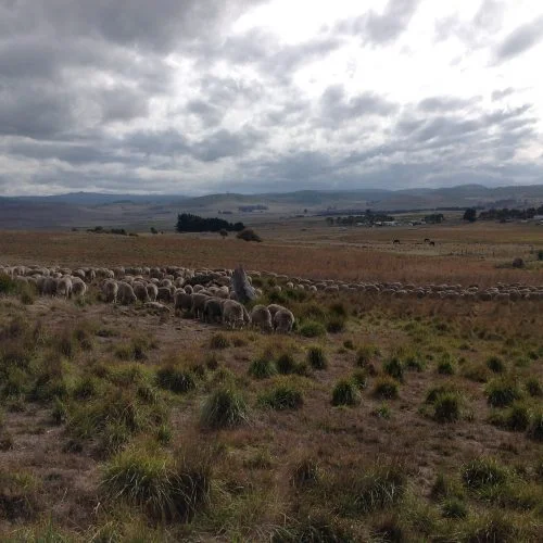 Still grazing well in the rank patch. Hooray! My shepherding mentor, Michel Meuret says, "Shepherding is NOT the same as gardening" , meaning you can't expect the animals to eat only the specific plants you want to "weed", but also acknowledging that the tighter you constrain the flock in their grazing, the less likely they are to settle and graze. Still, on days like today, it sure feels high precision, landing 500 sheep exactly where you want them, and having them agree to eat there!