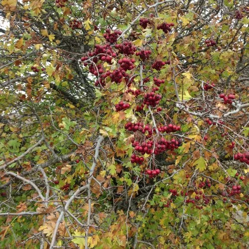 P6: Hawthorn berries, the inspiration for WGW yarn of the same colour.