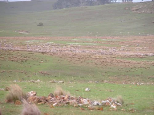 P1: Pickup. The sheep you can see on the far green slope are not mine--my boundary is where the reddish-brown grass stops. My sheep are in the nearer patch of old grass.