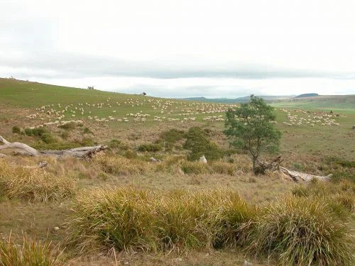 P4: moving across the southernmost hill. The native grassland section is on the right, and over the crest of the hill.