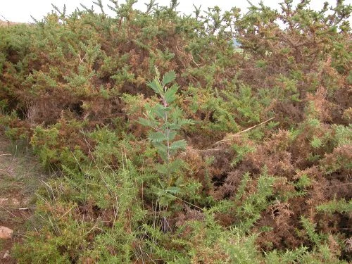 A baby wattle, with gorse making a safe home for it.