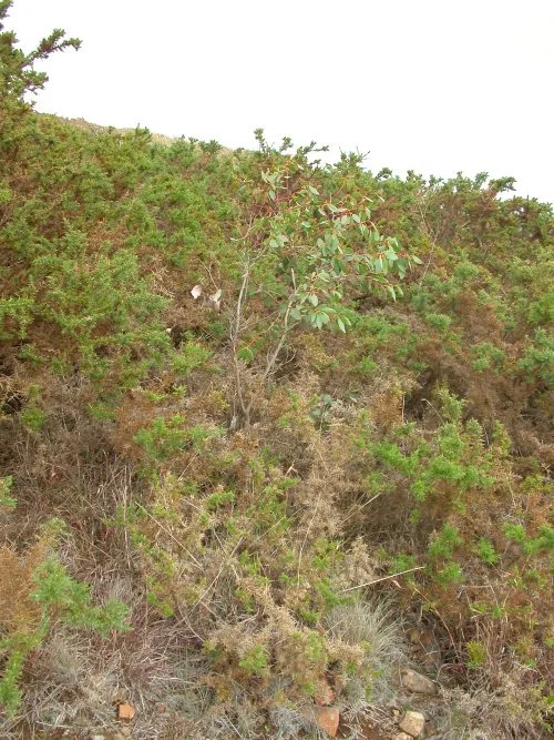 ...and a baby gum tree--don't know which, but probably a Black Peppermint, since that's the closest seed source.