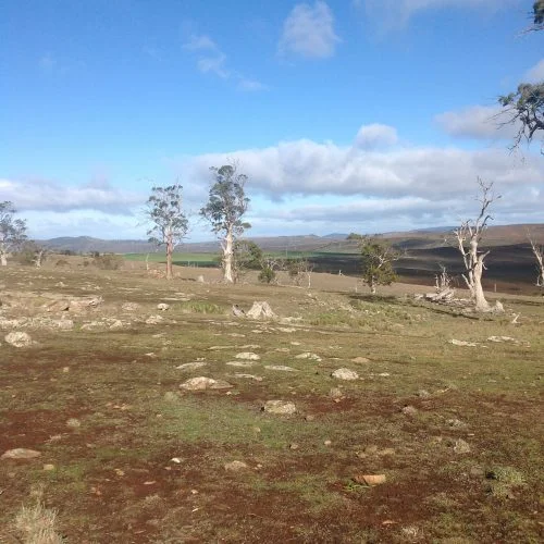 P1: White Gums: remnant of pre-European settlement (200 years) vintage, now slowly dying of old age. Many of the new trees I've planted are meant to be replacements. No sheep in sight. I think they beat me to the SW end of the Grazing Area.
