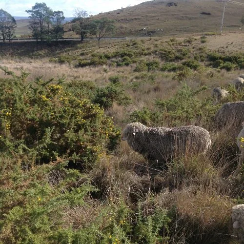 P6: Getting stuck into the diversity down in the gully. The gorse bushes are just coming into flower, and there was a bit of blossom-nibbling. Mostly, though, they seemed interested in the grass.