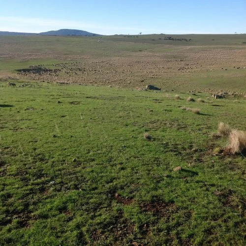 P1: Pickup, a bit upwind of where I thought. Beautifully sunny, but a very chilly SW breeze. We'll have it at our tails for the first leg--heading into the Lucerne Reserve via the top gate.