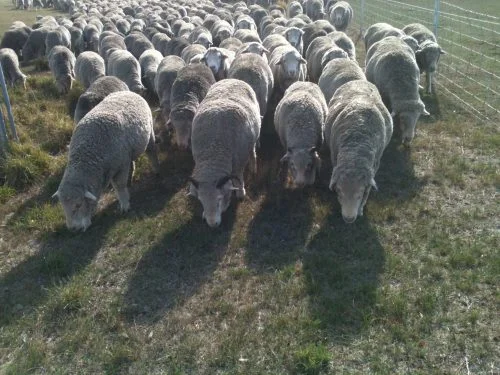 Left to right: Clara, un-named ewe, Elf and HRH (Old Leader) grazing around the "bottoms" of the Racecourse Reserve in March of last year.