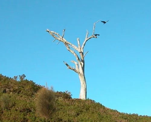 P2: &nbsp;Two of our 3-eagle escort.