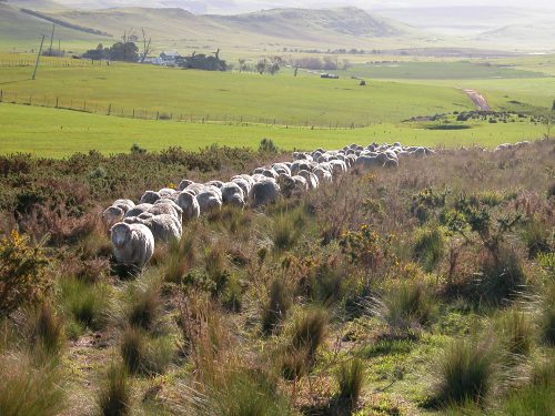 P4: The top half of the flock through the worst of it.