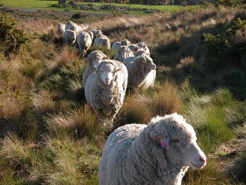 P5: The second half of the flock nearing the top of Brian's Track