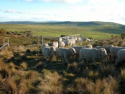 P6: Coming through the gate at the top of Brian's Track, into the far southern end of the White Gum Grazing Area