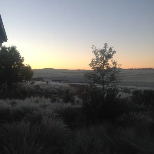 P2: White frost this morning--the view from my back door just before sunrise.