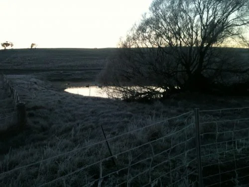 P1: The swans looking totally unconcerned about the temperature or the proximity of me and the dogs.