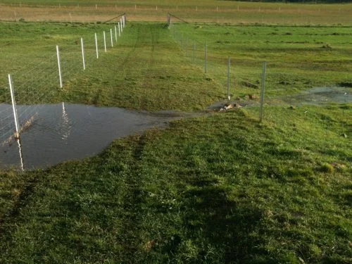 Then they baulked, and the lead sheep tried to circle back up into the flock.